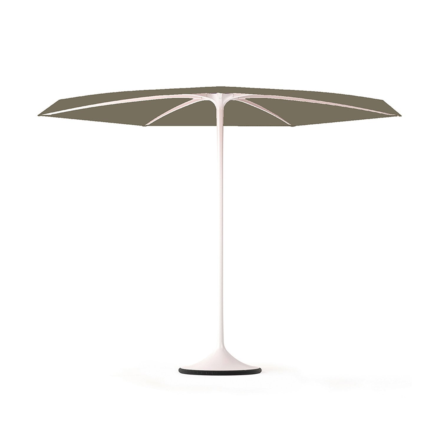 Palma parasol 